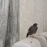 مرغ مینا باهوش ۵ ماهه