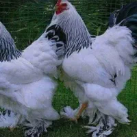 جوجه برهما ده روزه