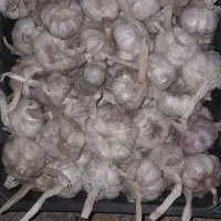 سیر|خوردنی و آشامیدنی|پارسآباد, |دیوار