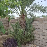 نخل رایگان