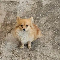 پامرین روباهی