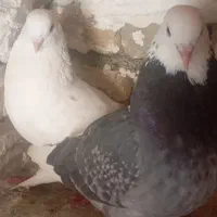 کبوتر