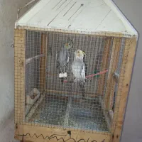 ی جفت عروس هلندی