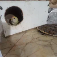 پرنده