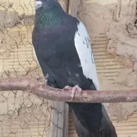 کله دمبی