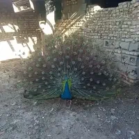 سه طاووس برای فروش