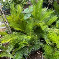 گیاه سیکاس به قیمت شمال
