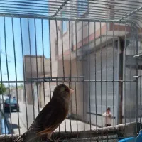 سهر قناری بخون