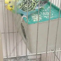 امادع|اسباببازی بچه|داراب, |دیوار