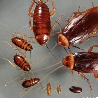 سمپاشی تضمینی و تخصصی سوسک موش و ..