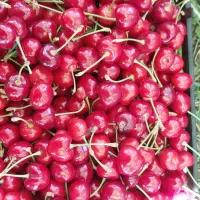 فروش گیلاس اعلا