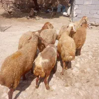 میش داشتی مغان