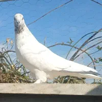 کبوتر|پرنده|قم, پردیسان|دیوار