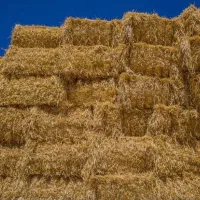 فروش کولش گندم