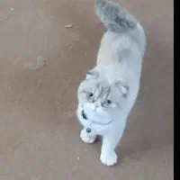 گربه اسکاتیش ماده