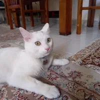 واگزاری گربه