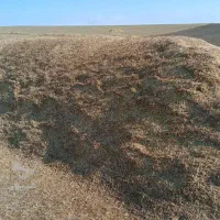 کاه عدس منی ۱۴۰