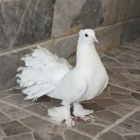کبوتر کاکلی دم چتری نر