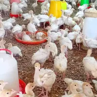 جوجه بوقلمون برنز وبوربون|حیوانات مزرعه|سقز, |دیوار