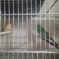 طوطی آوازه خوان