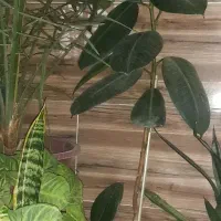 گلدان فیکوس پنج ساله