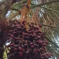 مغ بند|خدمات باغبانی و درختکاری|جیرفت, |دیوار