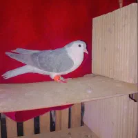 چند عدد کبوتر پرشی