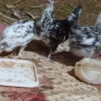 جوجه خزک