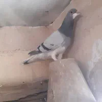 کبوتر نرو ماده خرقه گچی
