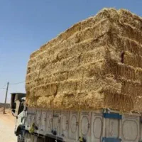سیفال گندم