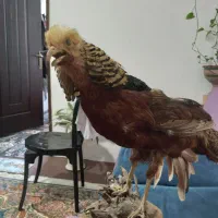 پرنده