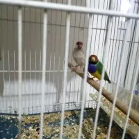 فنچ گلدین ونرگسی شکلاتی