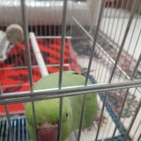 طوطی ملنگو ماده ۴ساله