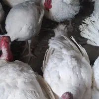 بوقلمون گوشتی