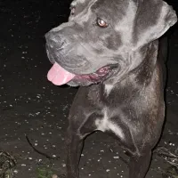 Canecorso Blue (کن کورسو بلو) - نر ۱ ساله جهت جفت
