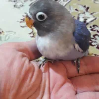 جوجه کوتوله سرلاکی نژاد فیشر