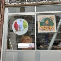قناری.سهره