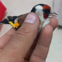 سهره قناری جوجه