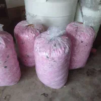 گل محمدی