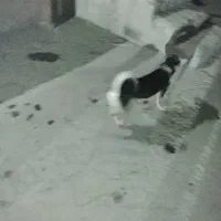 سگ پاکوتاه گرگی