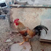 خروس گلین
