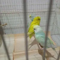 مرغ عشق رینبو مرغ عشق رنگین کمانی بسیار زیبا