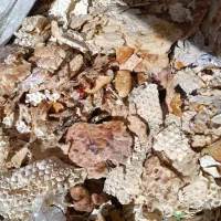 فروش نان خشک ظایعات