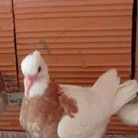 کبوتر طوقی