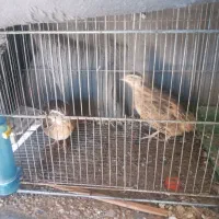 جوجه محلی،بلدرچین بالغ،وغاز
