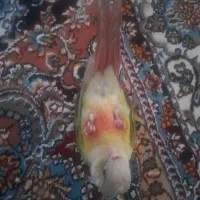 گرینچیک ۸۰ روزه