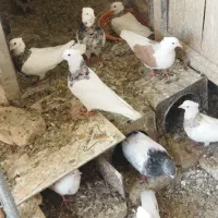 بیستا طوقی هفت رنگ فروشی