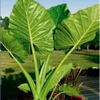 گل زیبای بابا آدم ارتفاع بالای 2 متر با ساقه قطور