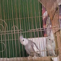 عروس هلندی جفت مولد البینو وایت فیس
