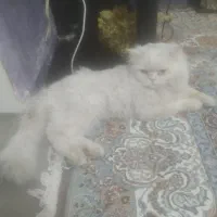 گربه|گربه|زاهدان, |دیوار